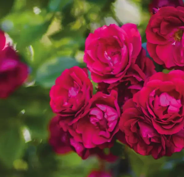 Ecuador-Rose-Growing