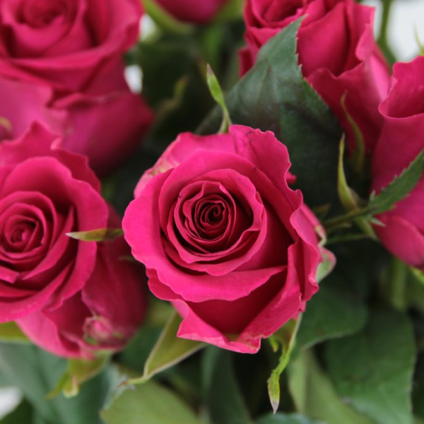 ROSAS DEL CARIACU