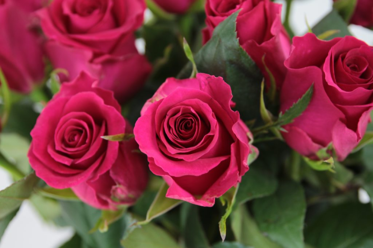 ROSAS DEL CARIACU