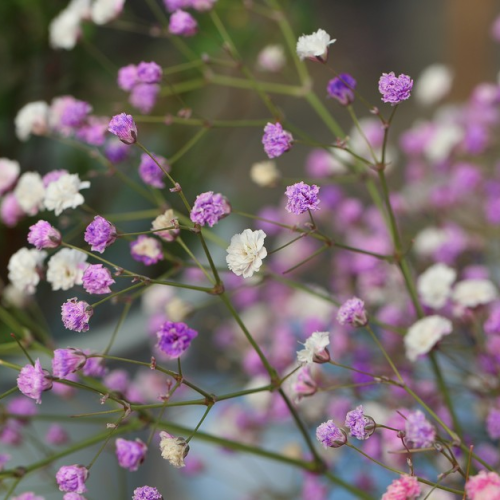 GYPSOPHILA- TOQUE   DE ENCANTO