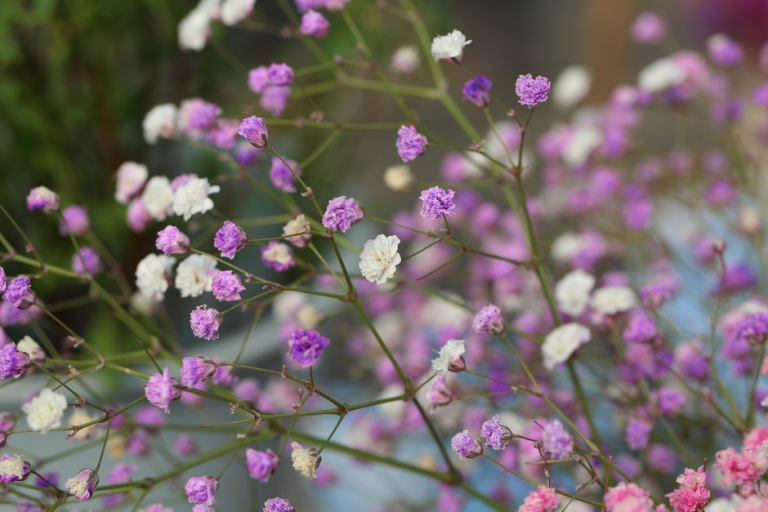 GYPSOPHILA- TOQUE   DE ENCANTO