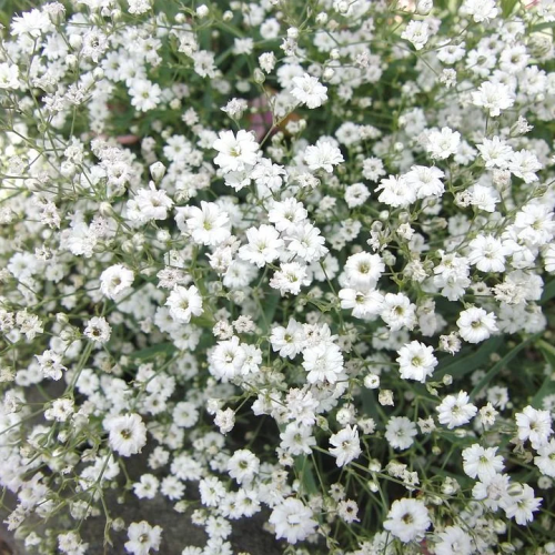GYPSOPHILA- TOQUE   DE ENCANTO