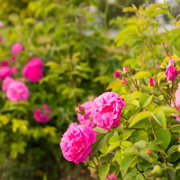 Pink roses on the Branch in the Garden.